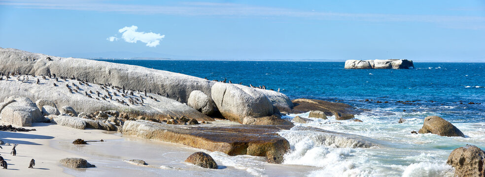 Penguins at Boulders Beach. Black-footed penguin at Boulders Beach, Simonstown, South Africa.