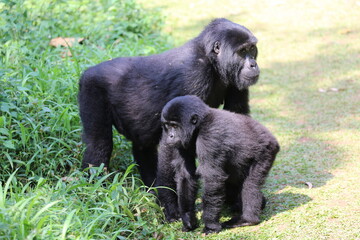 Mountain gorilla with a baby