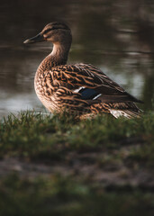 duck by the lake