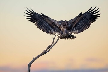 Majestic bald eagle soars through the sky, perched atop a dead tree branch