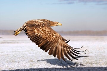 Eagle captured in flight against a wintery backdrop of a snow-covered landscape
