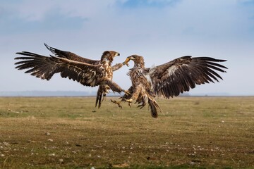 Pair of white-tailed eagles locked in a midair battle with their wings spread wide as they soar