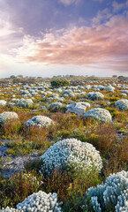 The wilderness of Cape Point National Park. The wilderness of Cape Point National Park, Western...