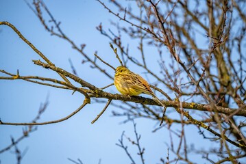 Selective focus of a yellowhammer perched on tree branch, clear sky blurred background