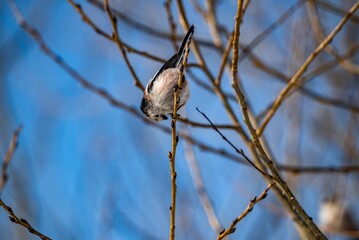 Selective focus of a long-tailed tit perched on tree branch, clear sky blurred background