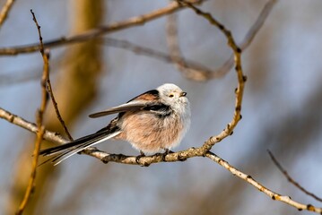 Selective focus of a long-tailed tit perched on tree branch, blurred background