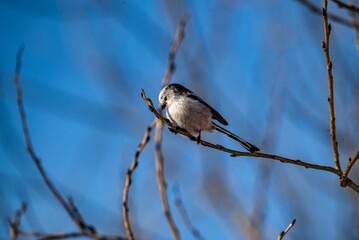 Selective focus of a long-tailed tit perched on tree branch, clear sky blurred background