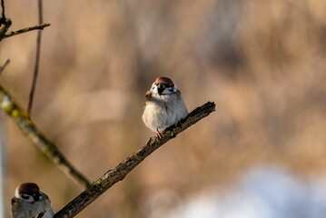 Selective focus of a long-tailed tit perched on tree branch, blurred background