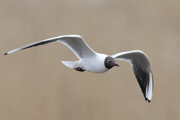 Black-headed gull