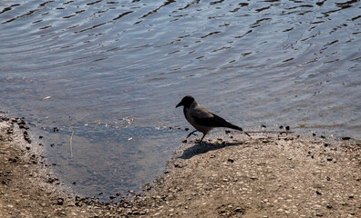 A crow bird on the bank of a river or lake stands near the water.