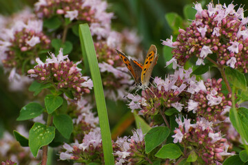 butterfly on flower