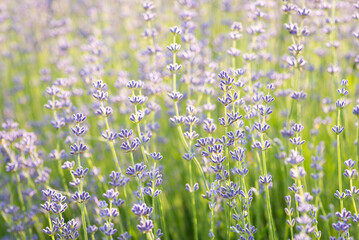 Fototapeta premium Focus on tender voilet lavender flowers, close up. Beautiful and odorous plant, oil industry