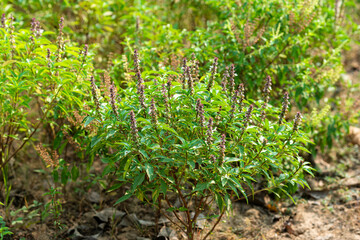 Thai basil field large bush of sweet basil with blooming flower and white petals.Blossom homegrown culinary herb at organic backyard garden nature background of basil native to Southeast Asia.