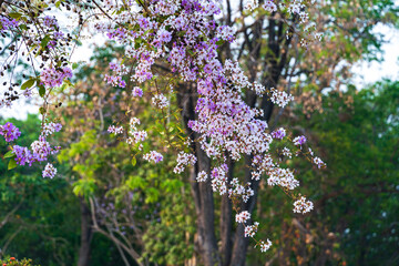 Beautiful blooming bungor (Lagerstroemia loudonii Teijsm. Binn) flowers Thai bungor tree and green leaves with the park in spring day blue sky background Thailand.