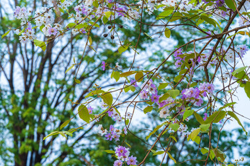 Beautiful blooming bungor (Lagerstroemia loudonii Teijsm. Binn) flowers Thai bungor tree and green leaves with the park in spring day blue sky background Thailand.