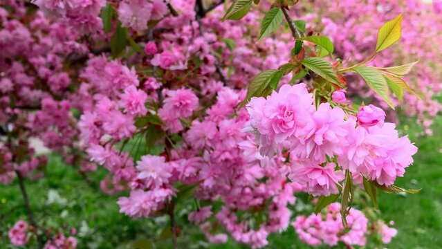 pink sakura flowers in the garden in spring