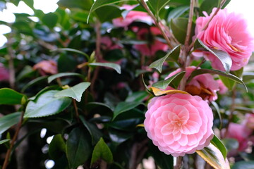 庭に咲くピンクの椿