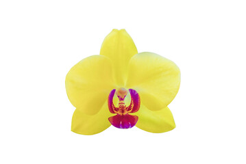 Yellow Lime Light orchid isolated on transparent background. Sunny orchidea Phalaenopsis flower...