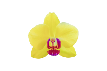 Yellow Lime Light orchid isolated on transparent background. Sunny orchidea Phalaenopsis flower ccut out