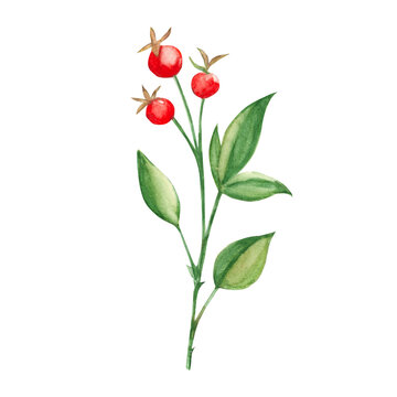 Watercolor abstract greenery branch with red berries. Botanical illustration on a white background. Ideal for templates, greeting cards, graphics design.