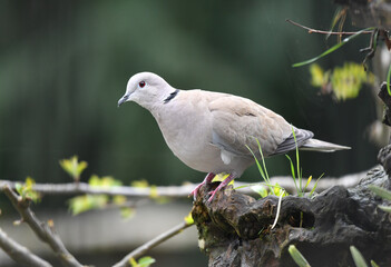 Türkentaube auf Wurzel
