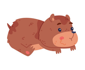 Cute Hamster Character with Stout Body Lying and Chewing Something in Cheek Pouch Vector Illustration