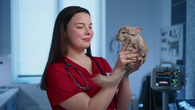 A female vet is gently holding chinchilla in her hands and friendly looking at the pet in a veterinarian clinic. The chinchilla behaves quietly. High quality 4k footage