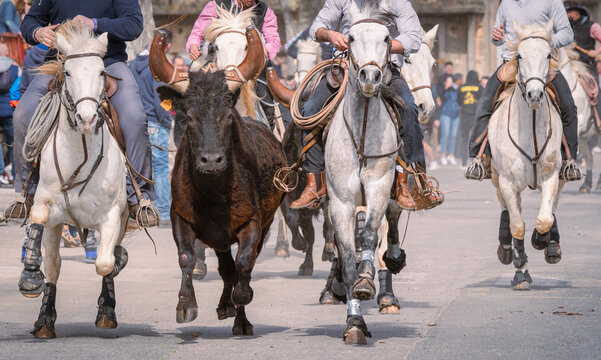 Bandido et abrivado dans une rue de village dans le sud de la France. Taureau de Camargue en libert&eacute; dans une rue. Tradition taurine.	