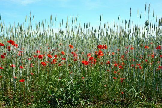 Wheat fields with poppies in early summer. A photo of the countryside in early summer.