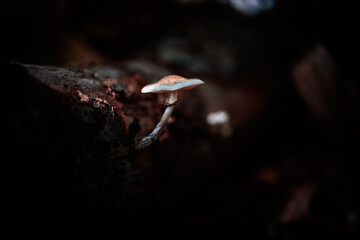 Pilz wächst aus Holz
