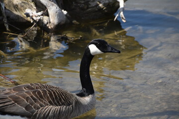 Canada Goose swimming