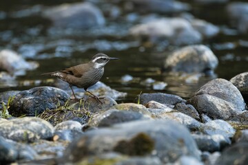 Close up of a dark-bellied cinclodes perched upon a rock near a stream