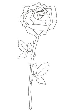 Isolated white blooming rose with black stroke on white background. Floral vector illustration for coloring book.