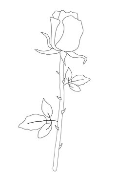Isolated rose on white background. Floral vector illustration for coloring book. Black and white.