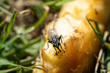 A fly feeding on a fallen fruit