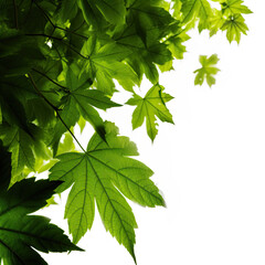 green leaves on white background