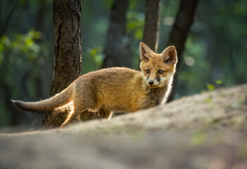 Obraz premium Cute young red fox in the forest ( Vulpes vulpes )