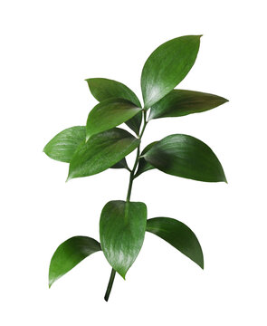 Twig of ruscus with green leaves isolated on white or transparent background