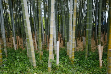 竹林の中にある竹
