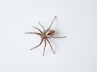 Running Crab Spiders. Genus Thanatus