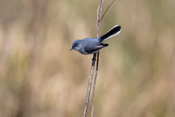gnatcatcher on grass reed © Hal Moran