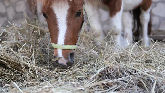 A funny little pony eats hay while walking on a ranch. Video 4K.