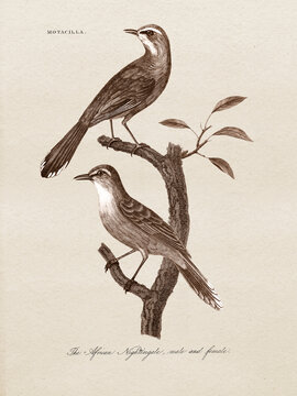 Restored antique copperplate illustrations