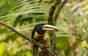 Pteroglossus erythropygius, Pale-mandibled Aracari, Arasarí acollarado en vertical sentado de...