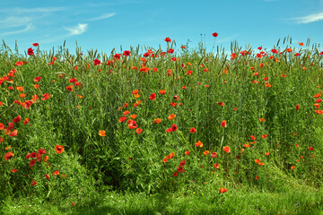 Wheat fields with poppies in early summer. A photo of poppies in the countryside in early summer.