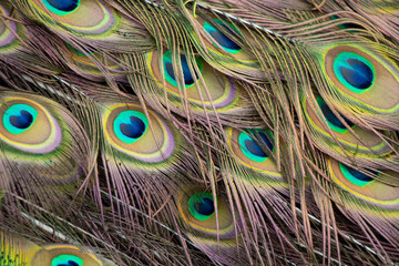Feathers and wings of a peacock as a background , peacock bird