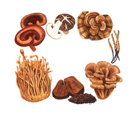 Watercolor medicinal mushroom frame, adaptogenic plant. Hand-drawn illustration isolated on white background. Perfect concept for healthy chinese medicine popular superfood, design packing.