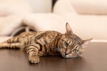 The Bengal cat is a purebred cat. Portrait. Holidays and events. Pets