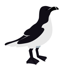 Vector illustration of an antarctic bird, the alca torda, black and white. Isolated on a white background.