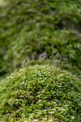 Green moss forest with tree with moss. Beautiful sunlight shine on the moss, nature background in woods. Texture of natural Background.